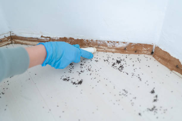 Wasp Removal Services in Rusk, TX