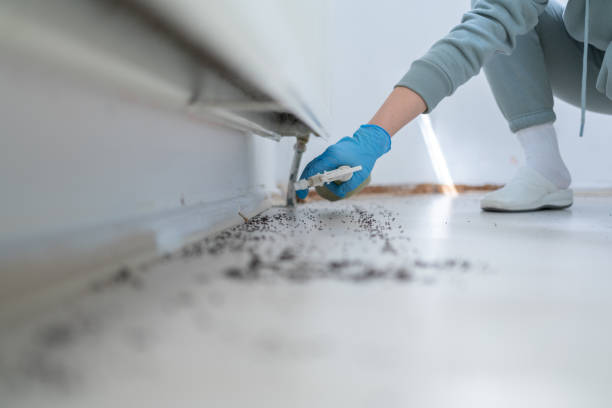 Best Termite Control Services  in Rusk, TX